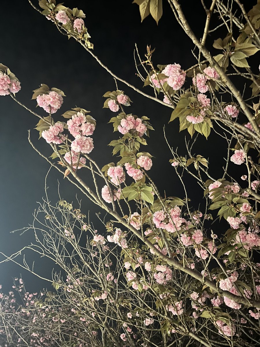 なでこ🐱 tweet media