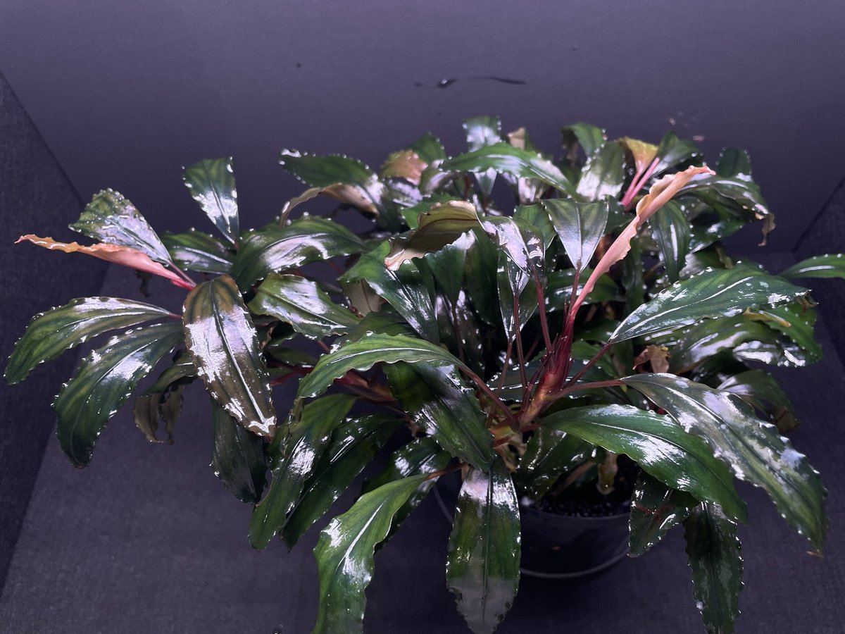 BuceRoom tweet media