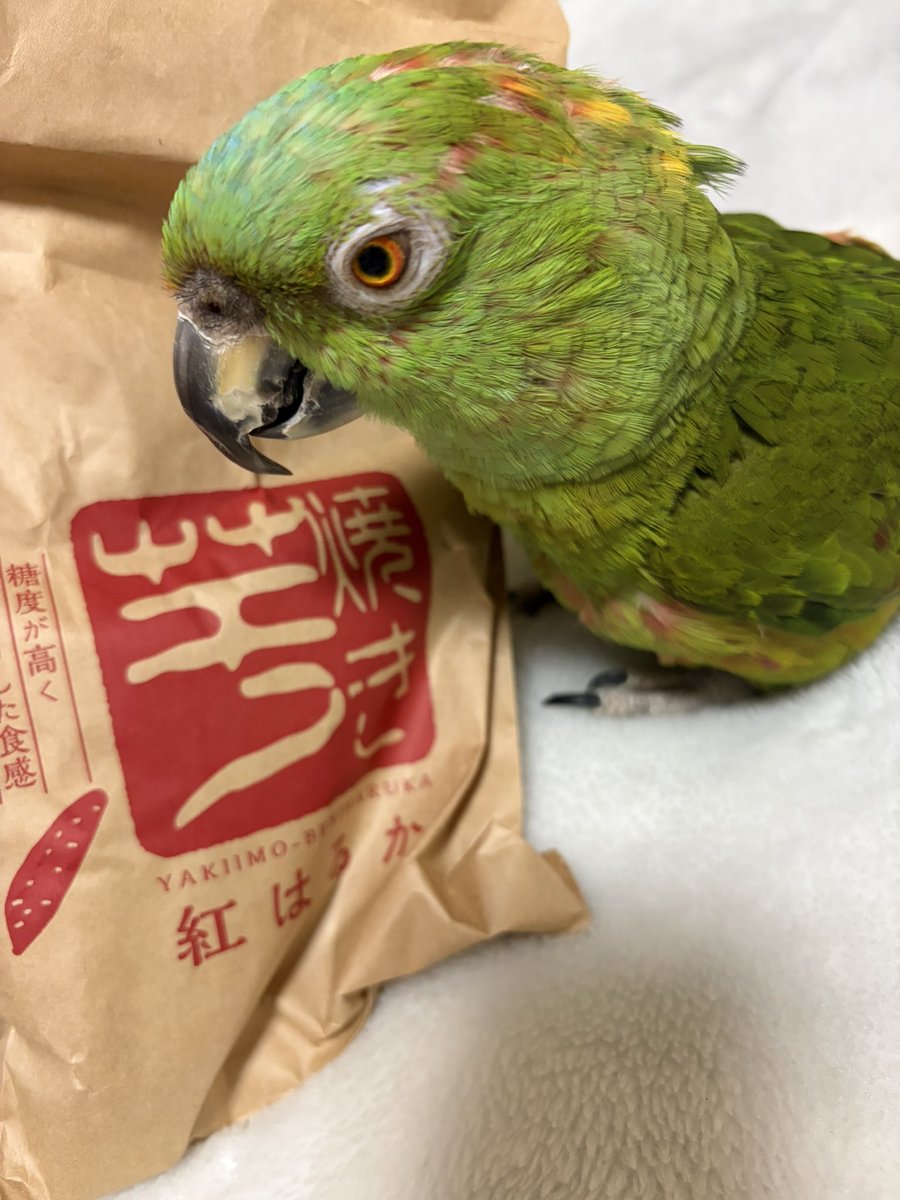 高見鳥さん（たかみどりさん） tweet media