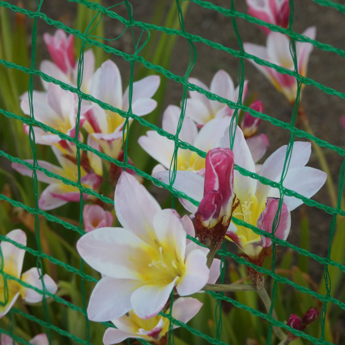 よしちゃんの まーるい暮らしに移行している 超個人的な過程 🐾 の記録 &つぶやき〜(^-^)♪ tweet media