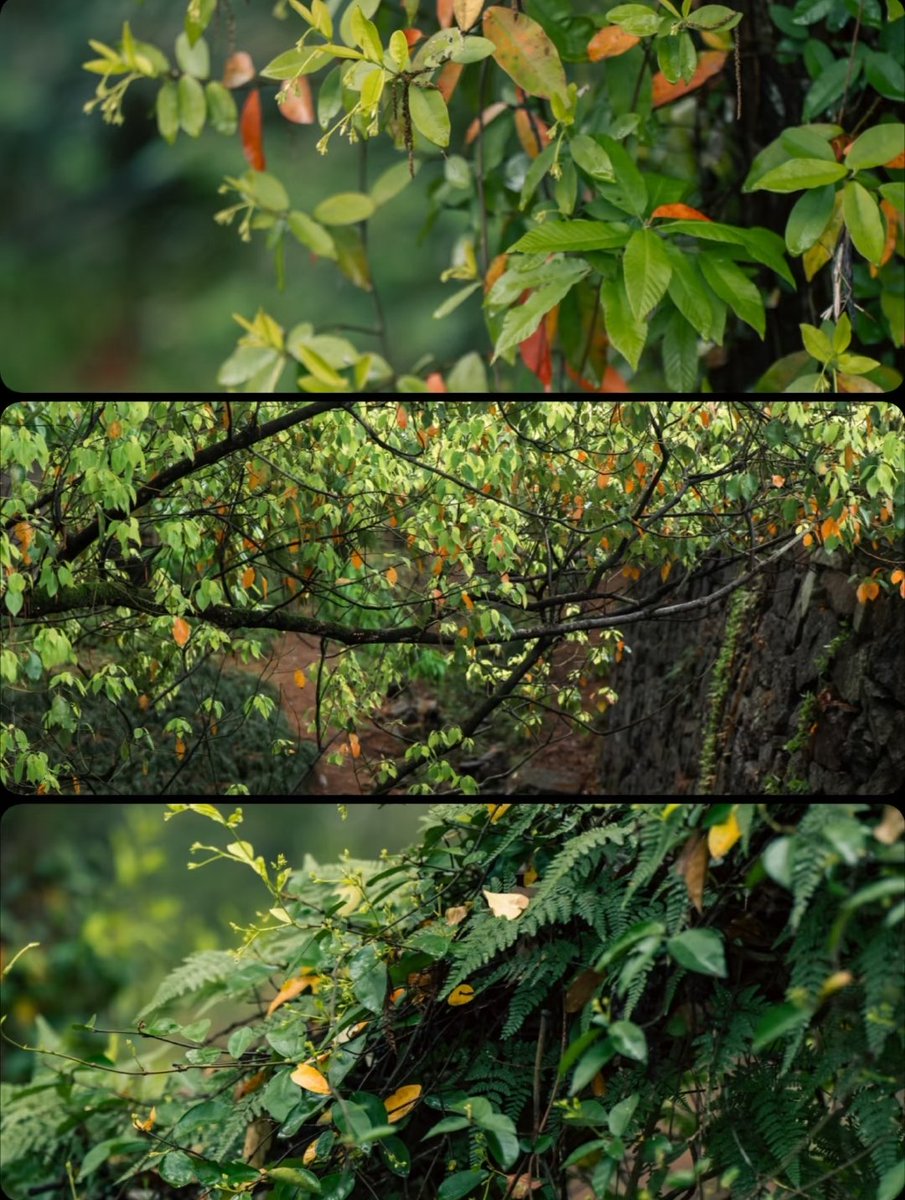 huxiaoya3's tweet image. How I wish to share this spring with you.
The rain in Jiangnan melts softly,spreading like an ink-wash painting of endless green.
#JiangnanSpring #PoeticSpring #OrientalAesthetics