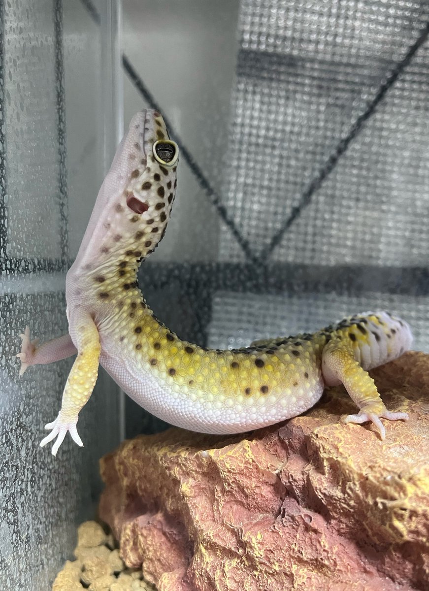 tonbe @Geckos nut tweet media