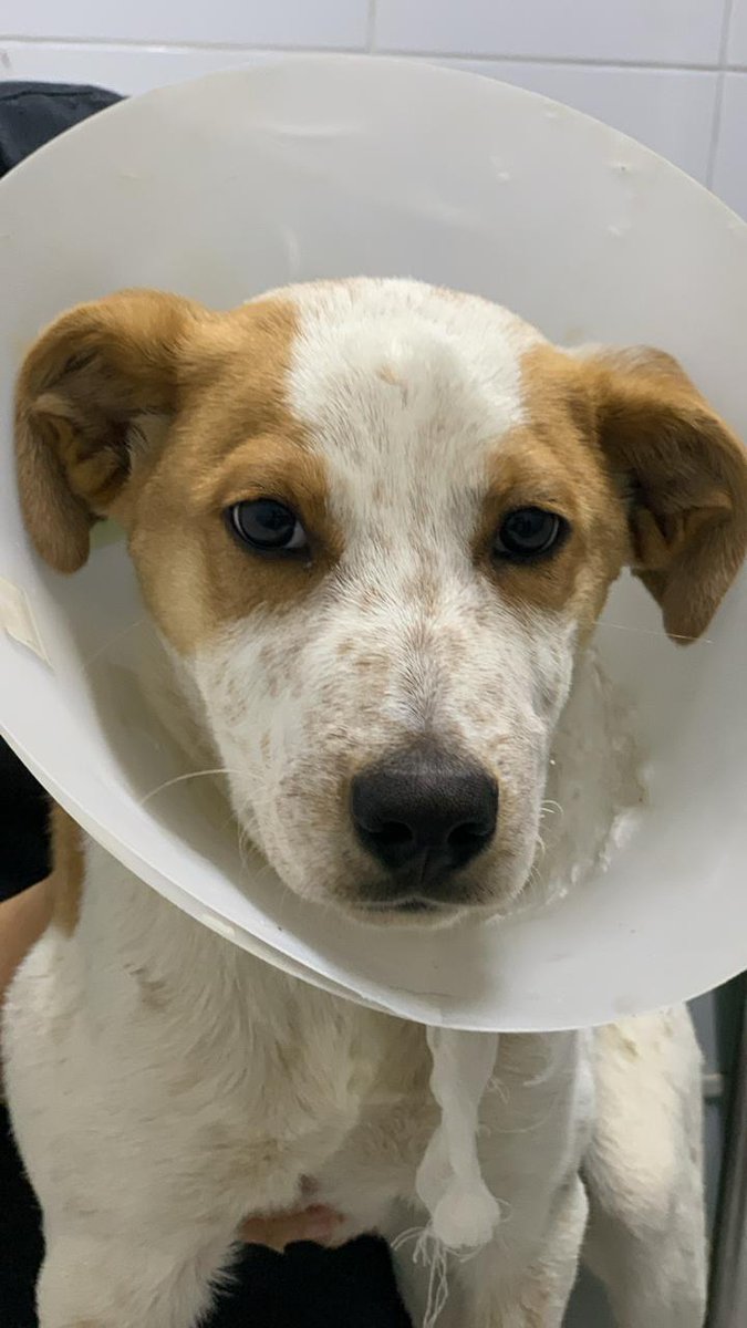 AnimalParaíso tweet media