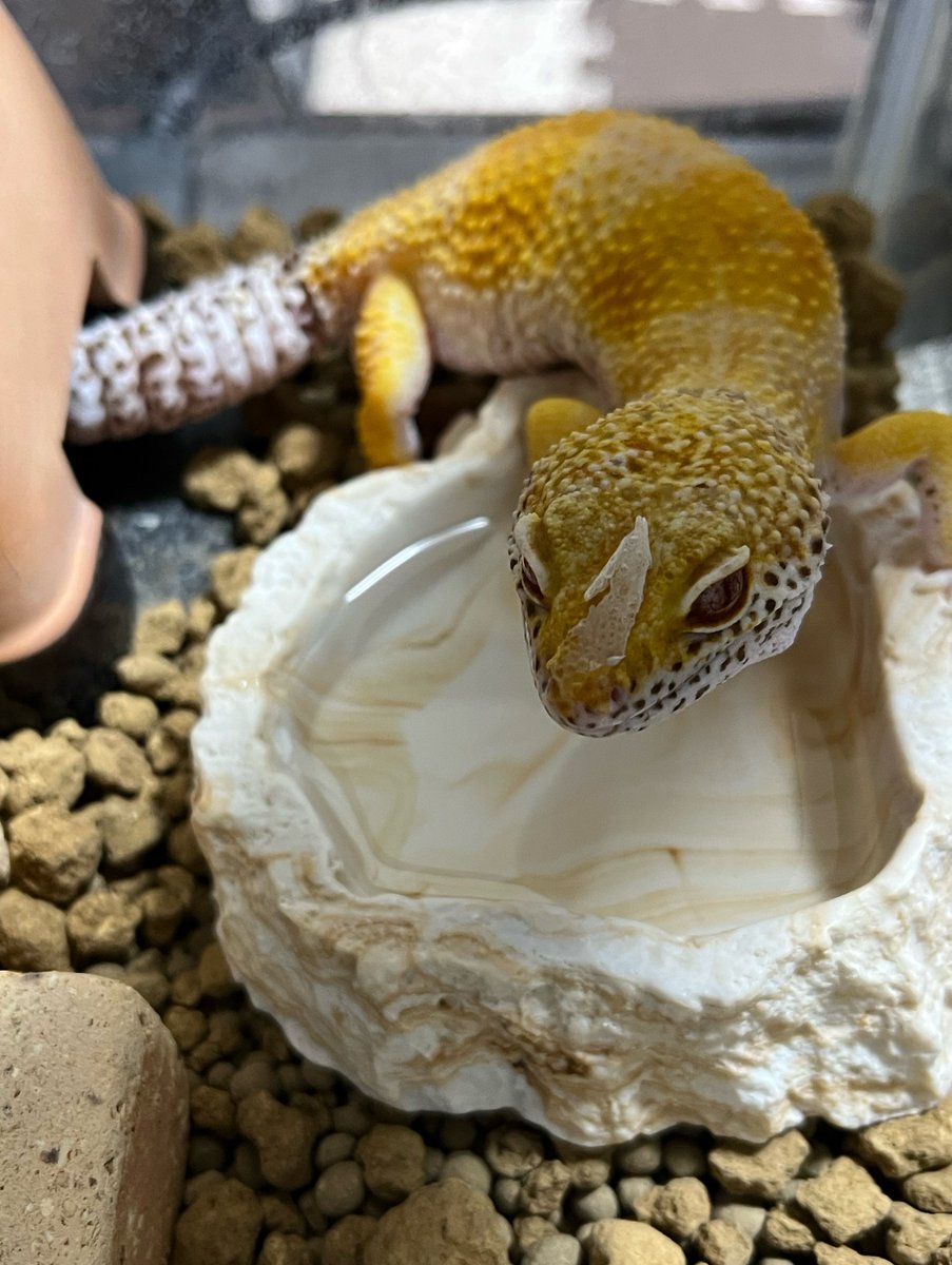 tonbe @Geckos nut tweet media