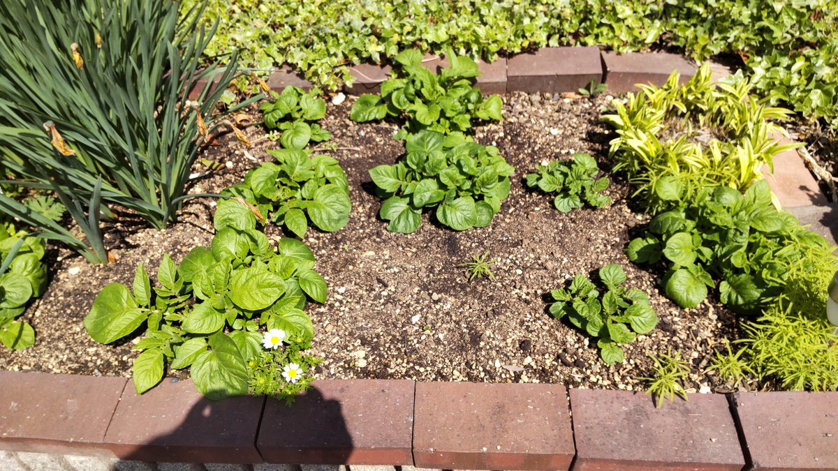 高橋修（cafe　LOVEALL） tweet media