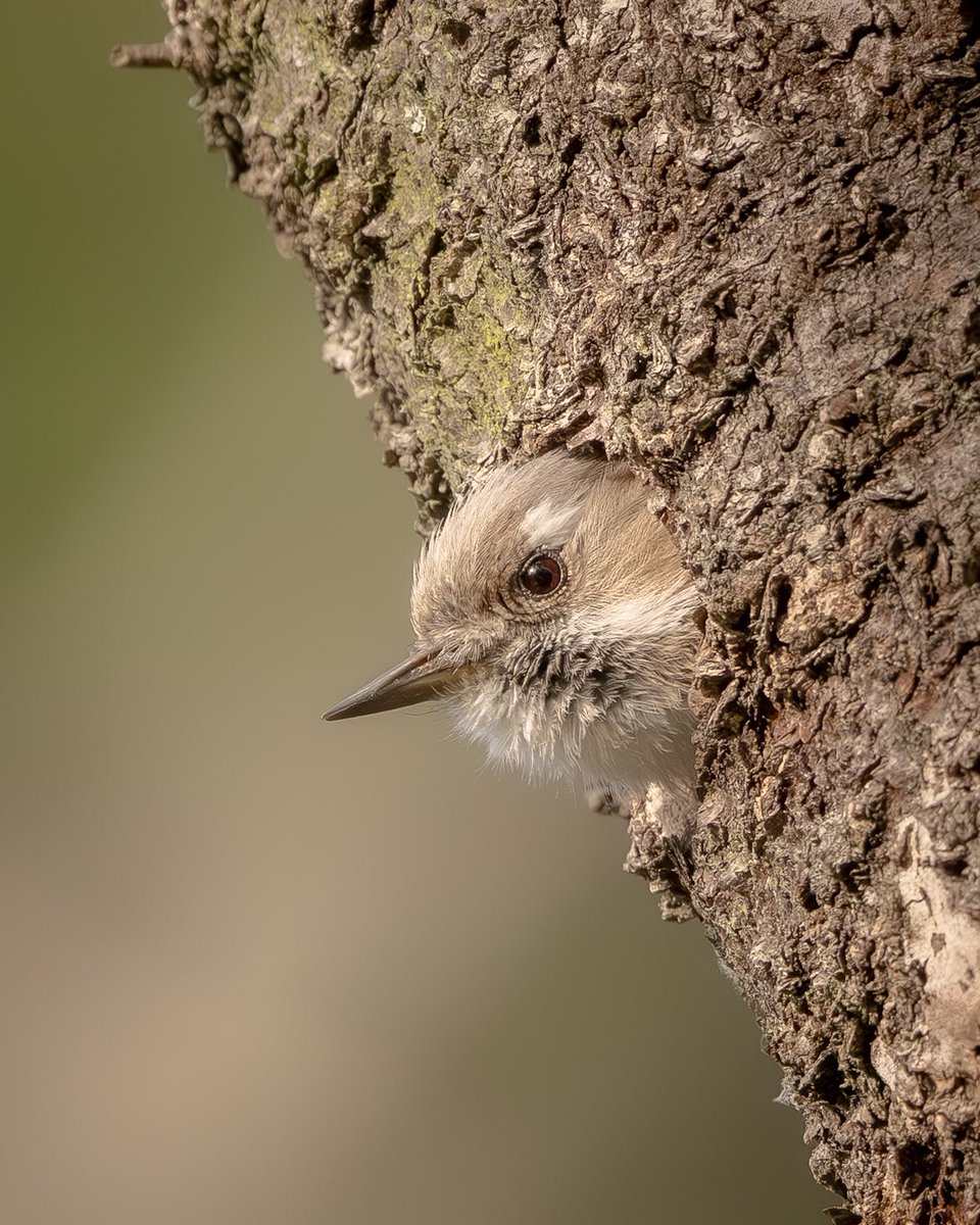 巣穴から顔を出すコゲラ

Nikon Z9
NIKKOR Z600㎜　f/4 TC VR-S