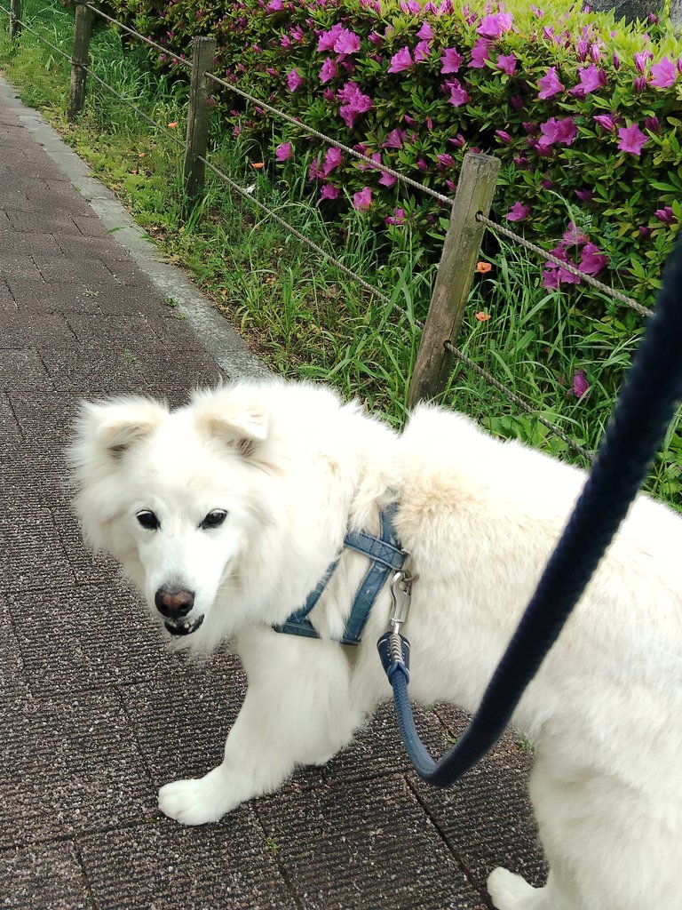 今朝のバズくんだよ🌊🐾
スマホの機種変更したから写真がクリアになった気がする✨️✨️