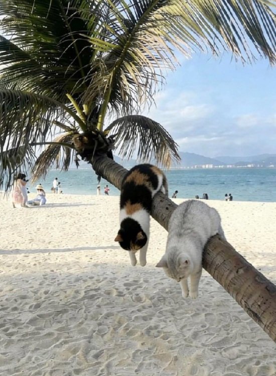 FriedrichFiles's tweet image. Although unlikely we'll see such famine disease crop failures because we are not -2C》+2.2C all within 400 years 

(ending +.2 above pre-event baseline)

We're +2.2C over 300 years (1750-2050)

✖ no cooling 
✔ #onedirection