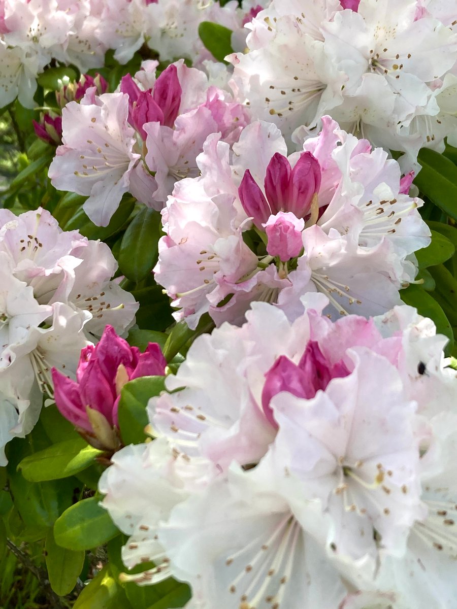 moremore tweet media