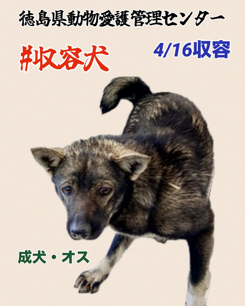 🇯🇵GOLL tweet media