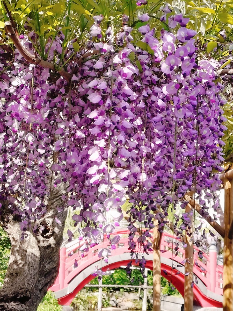 江東おでかけ情報局（江東区観光協会） tweet media