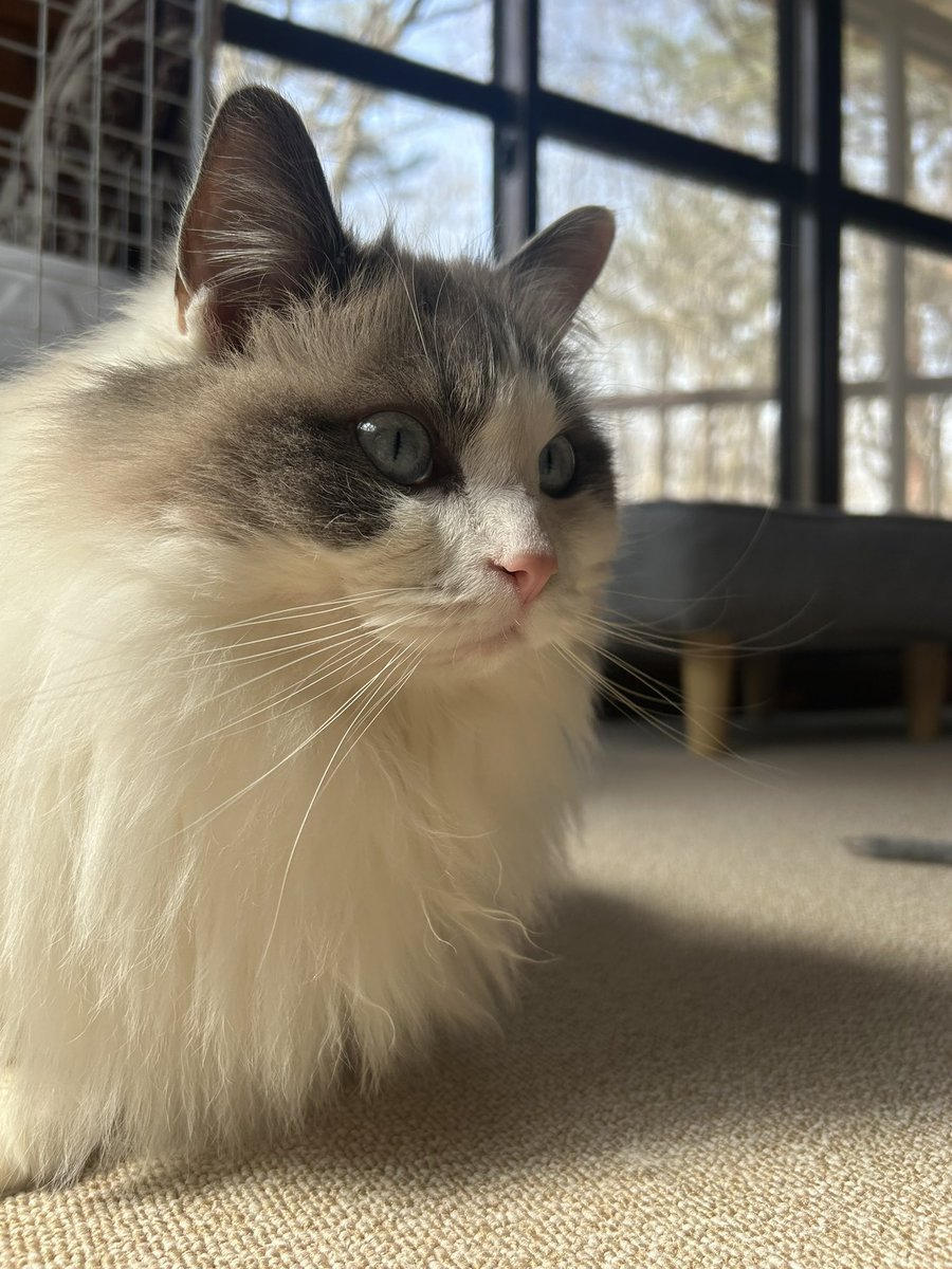 猫狂い人 tweet media