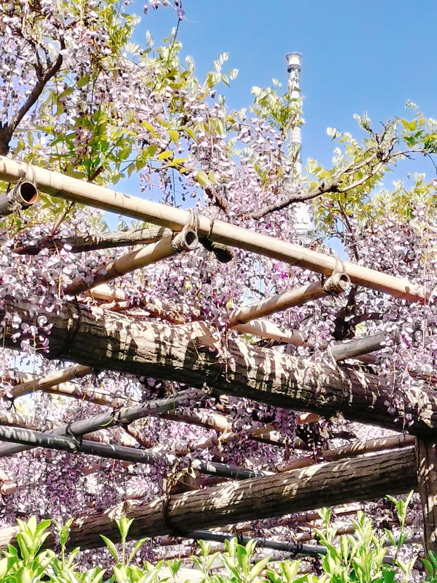 江東おでかけ情報局（江東区観光協会） tweet media