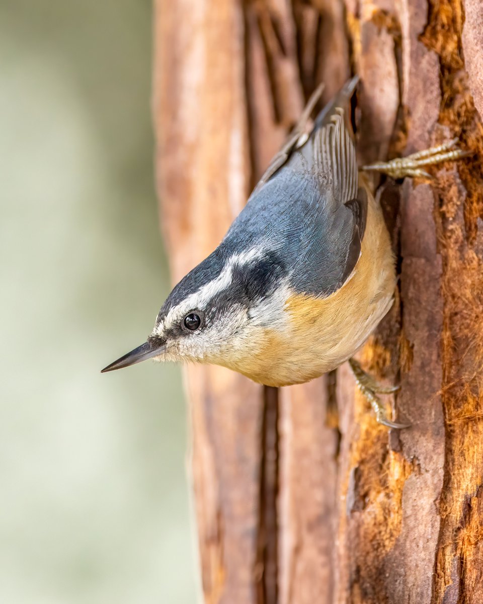 Tina Quillen Photography tweet media