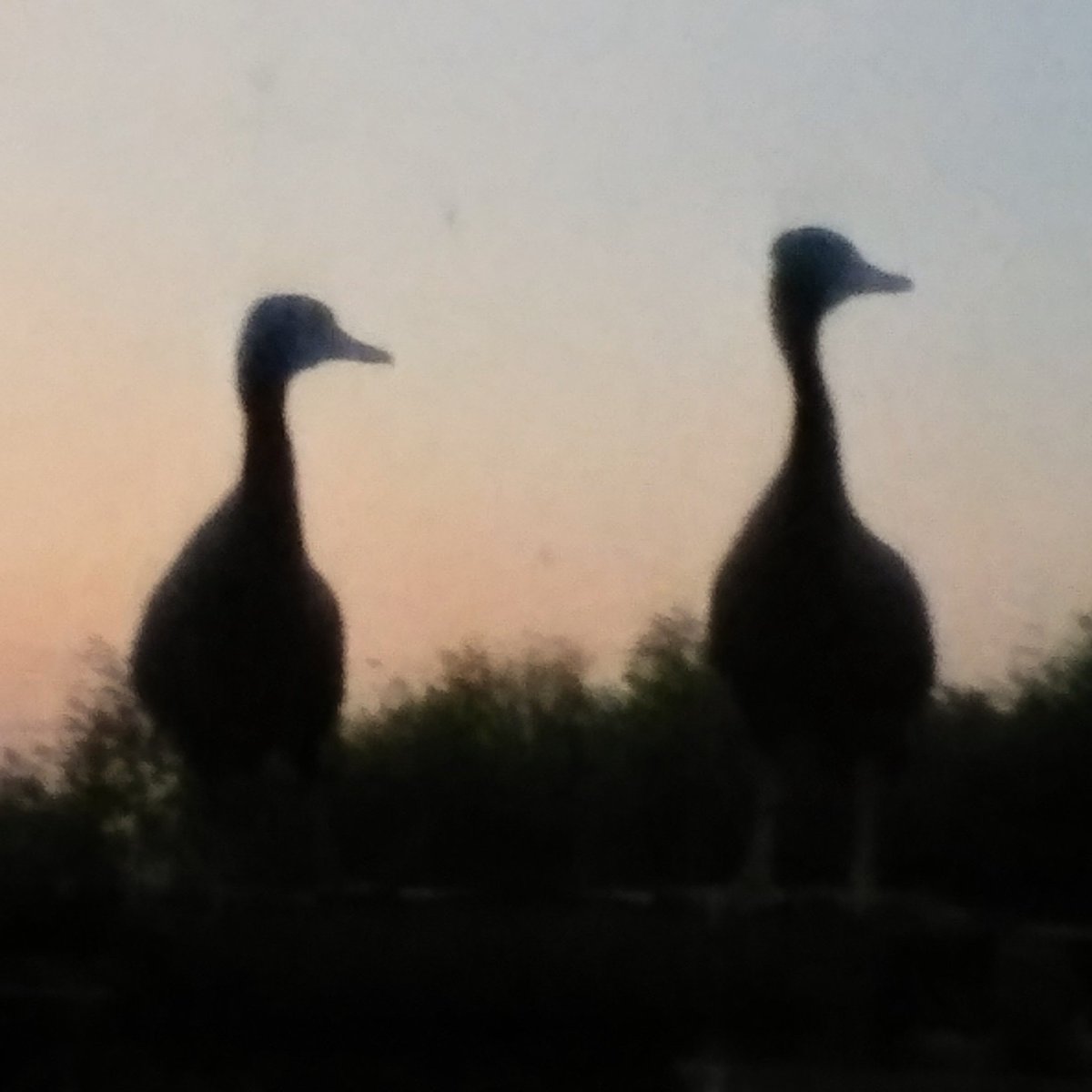 ReaderGalore's tweet image. they usually sync up looking in one direction and they just flew off after snapping this last photo. 
#ducks