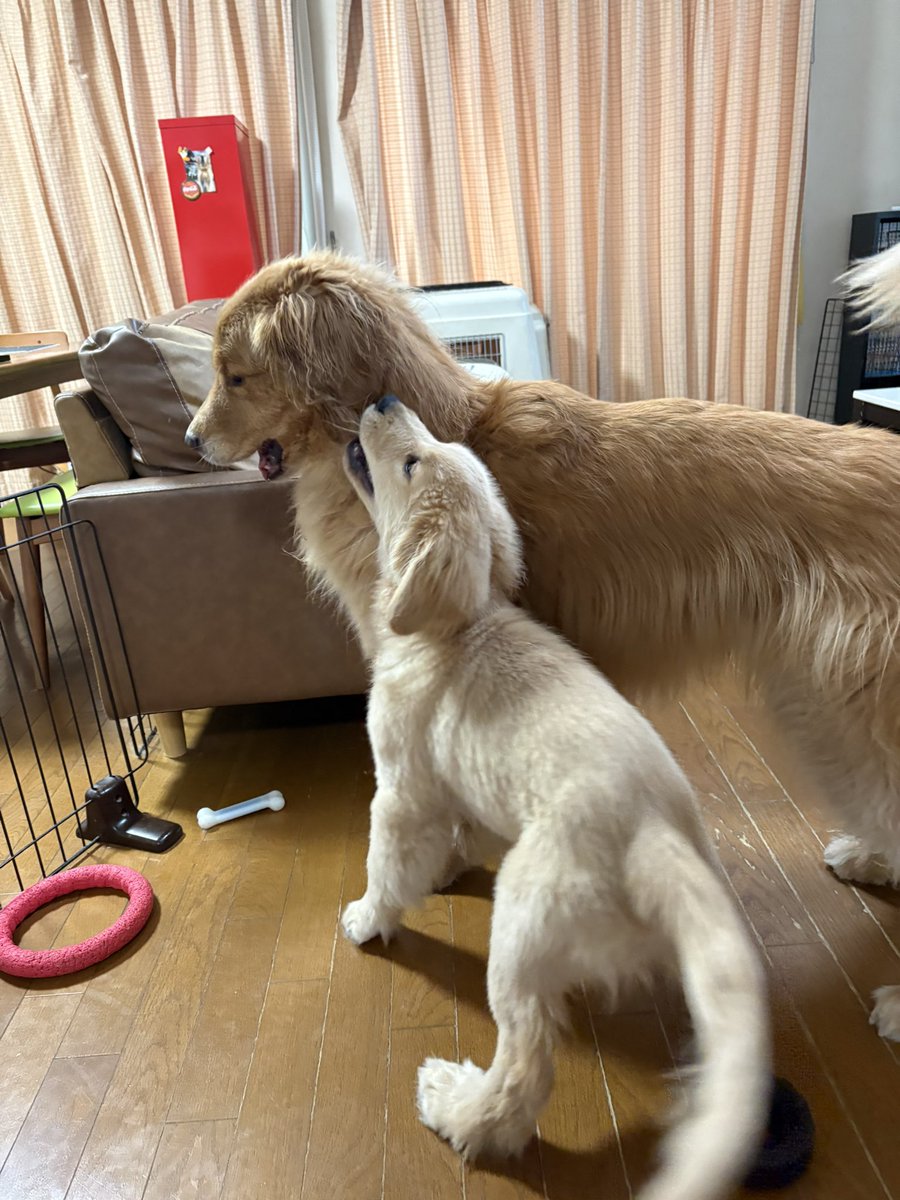 rr_dtx's tweet photo. ムースは寝たいけれどチーズはまだ遊びたい😂 https://t.co/9iHHxlFenl
