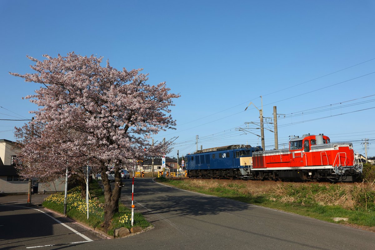 どーなつ tweet media