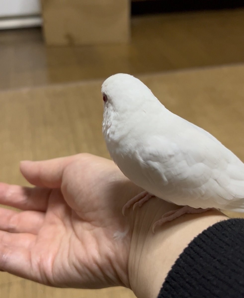 ににろく tweet media