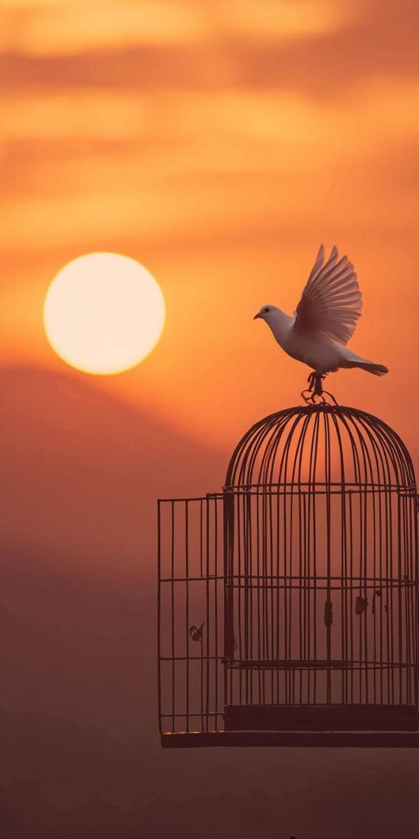 🦋عےـليے🦋 tweet media