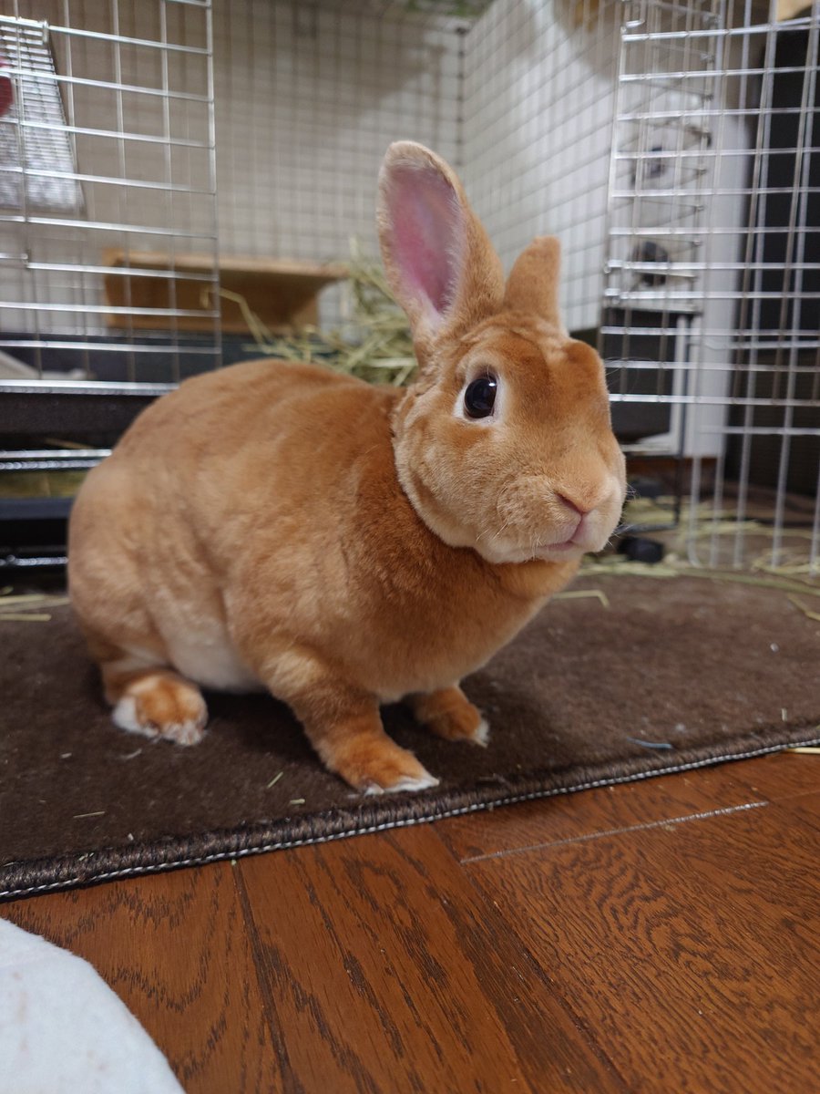 ゆー@もこもこは正義//ミニレッキスころも tweet media