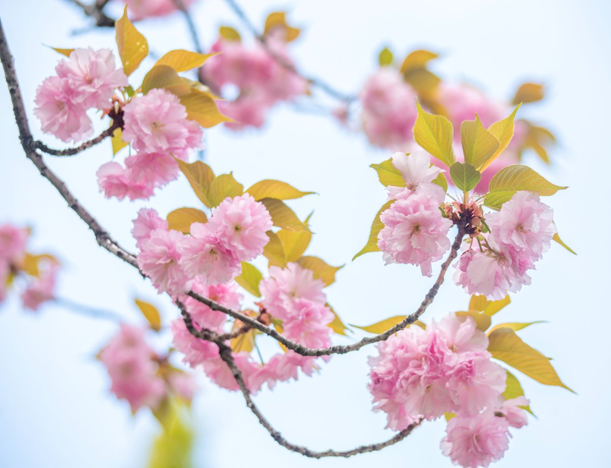 八芳園グループ tweet media