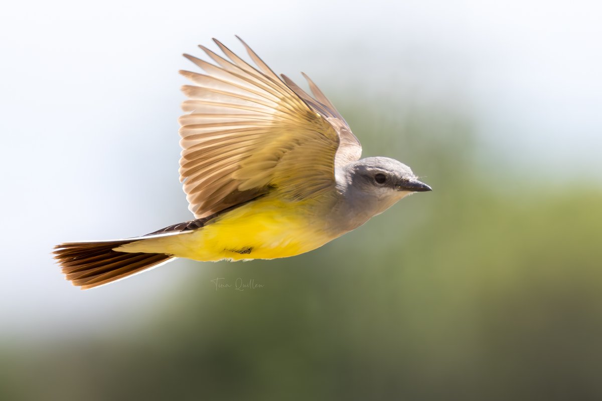 Tina Quillen Photography tweet media