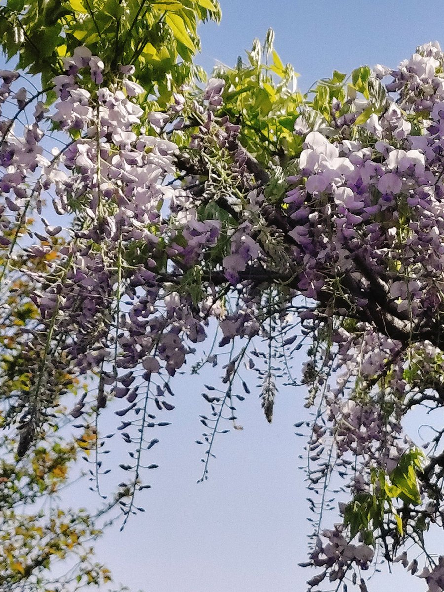 江東おでかけ情報局（江東区観光協会） tweet media