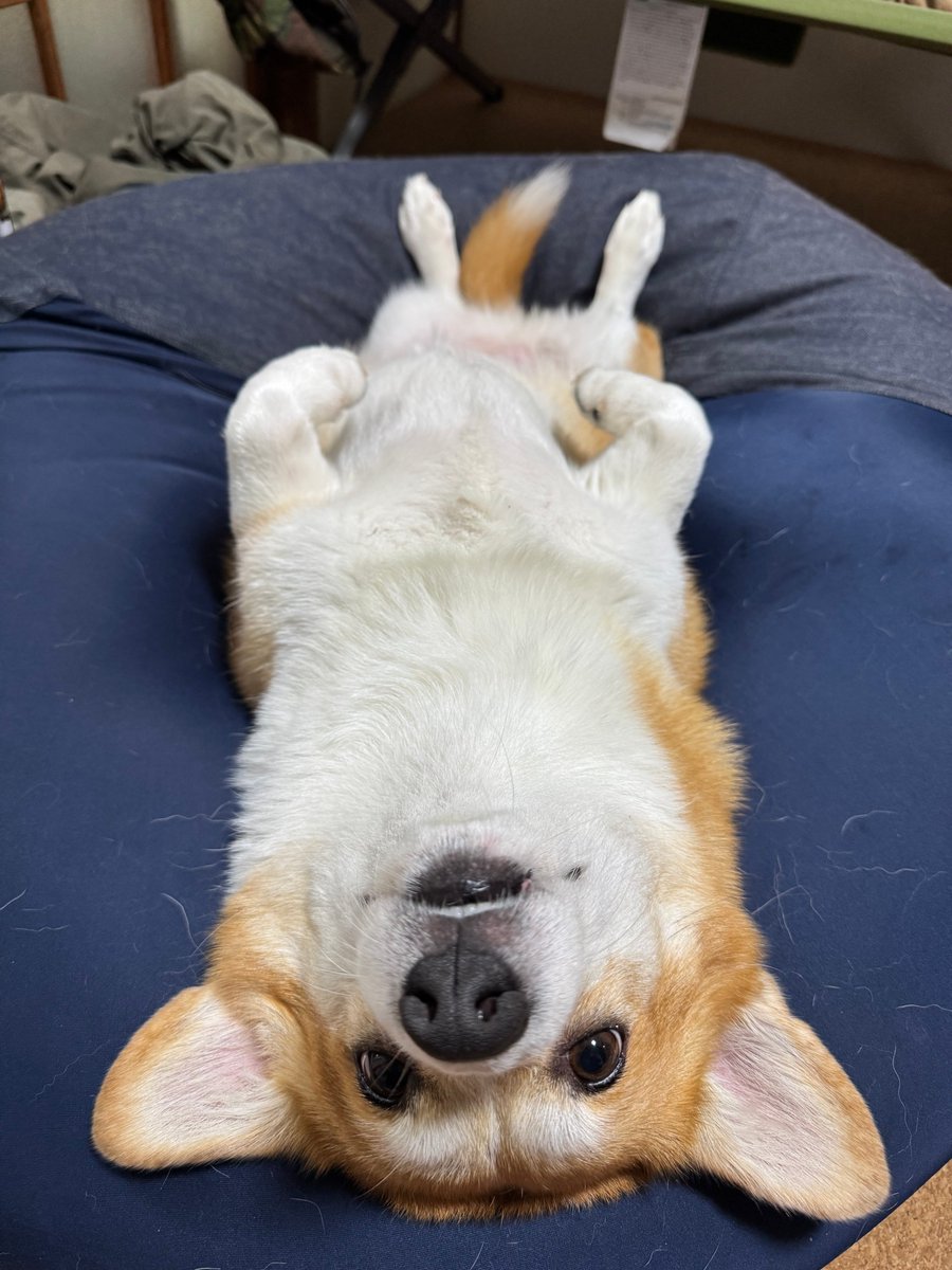 おにぎり tweet media