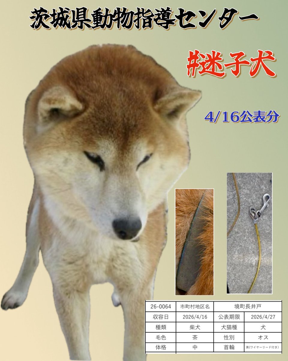 #迷子犬 #柴犬
🆘4/16茨城県動物指導センター 🆘
画像から心当たりありませんか
飼い主さん、迎えに行ってください。
そのうち帰ってくる事は無いです
協力お願い致します🙇🏼‍♀️
🚨公表期限4月27日
🔹 境町長井戸で保護
🔹柴犬・茶・オス・中型
🔹 黒(ワイヤーリード付き） 
🔹首輪無し(赤リード）