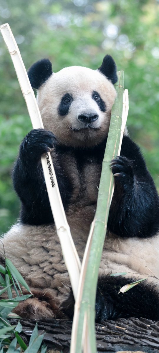 毎週シャンシャン tweet media