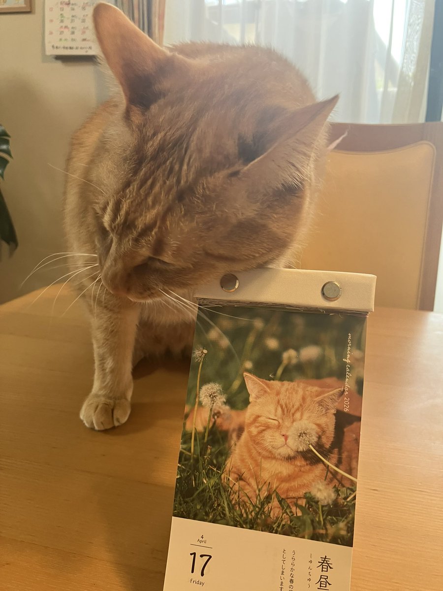 はなぱる🌸 tweet media