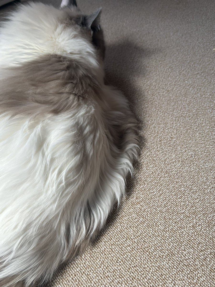 猫狂い人 tweet media