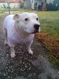 DEER I Bogetsu tweet media