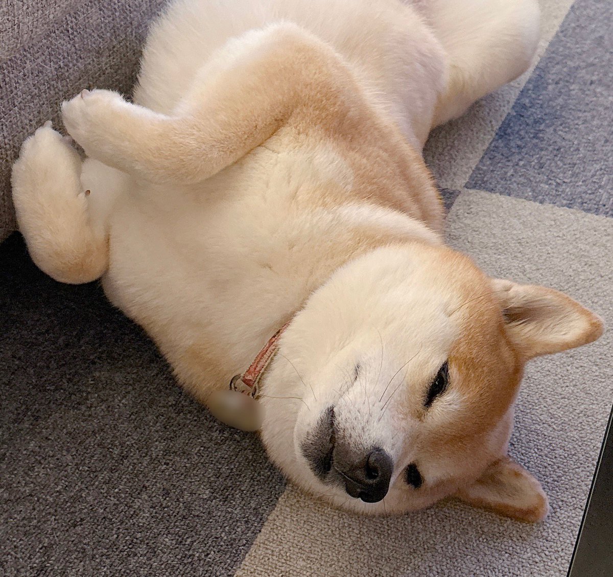 柴犬むぎ tweet media