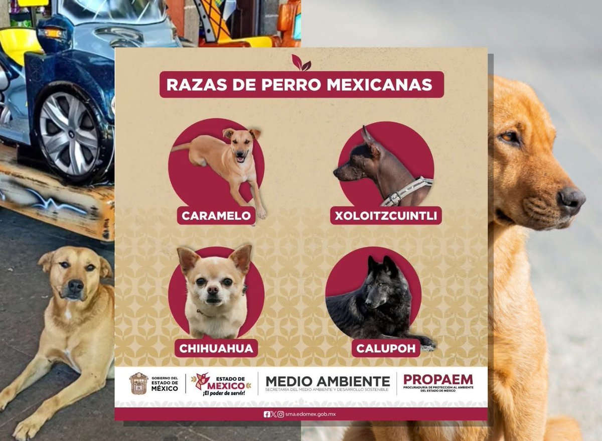 Dilo con perritos tweet media