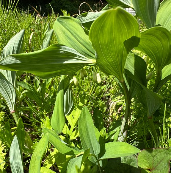 いわむらかずお絵本の丘美術館 tweet media