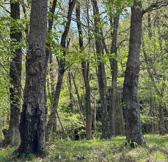 いわむらかずお絵本の丘美術館 tweet media