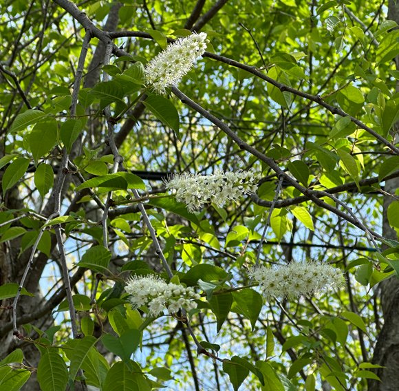 いわむらかずお絵本の丘美術館 tweet media