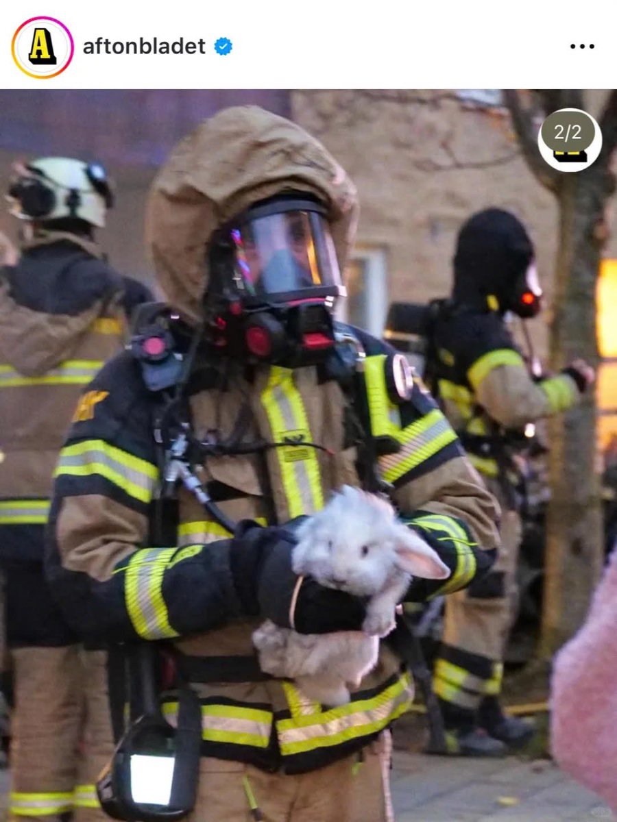 Why you should have a rabbit tweet media