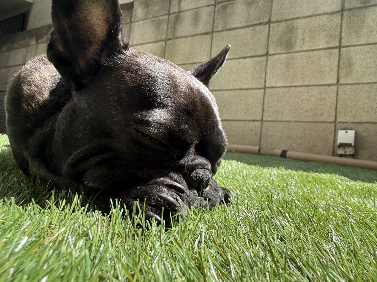 フレブルのとうふちゃん tweet media