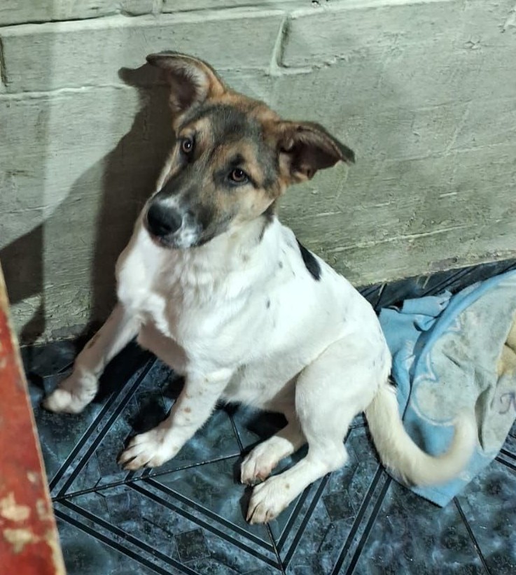 Linda cachorrita, de 5 meses, en adopción responsable. Se encuentra esterilizada y desparasitada. La van a dejar a domicilio. Si deseas darle un hogar, comunícate al +56971666973. Favor RT!
#LaPintana