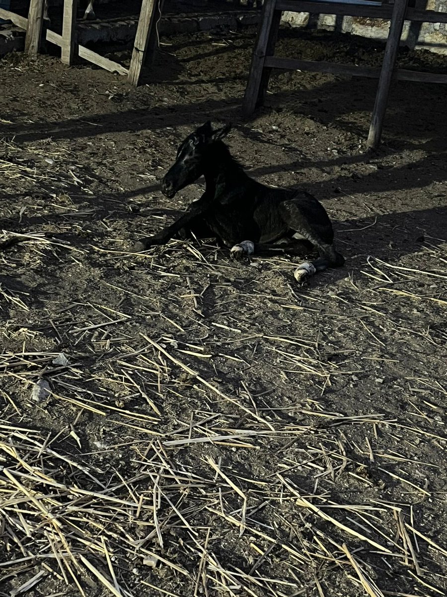 Roberto Cabrera Vera tweet media