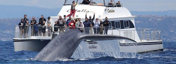 destcoupons's tweet image. It's #whale #watching season! Discover the thrill of #NewportBeach Luxury Whale Watching #Cruise and save $20 with #couponcode buff.ly/6TDMW1sSpot giant blue whales, migrating gray whales, humpbacks and massive pods of playful dolphins along the #orangecounty coastline.