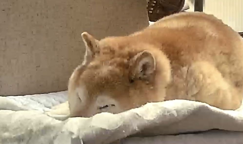 hisapon🐕 tweet media