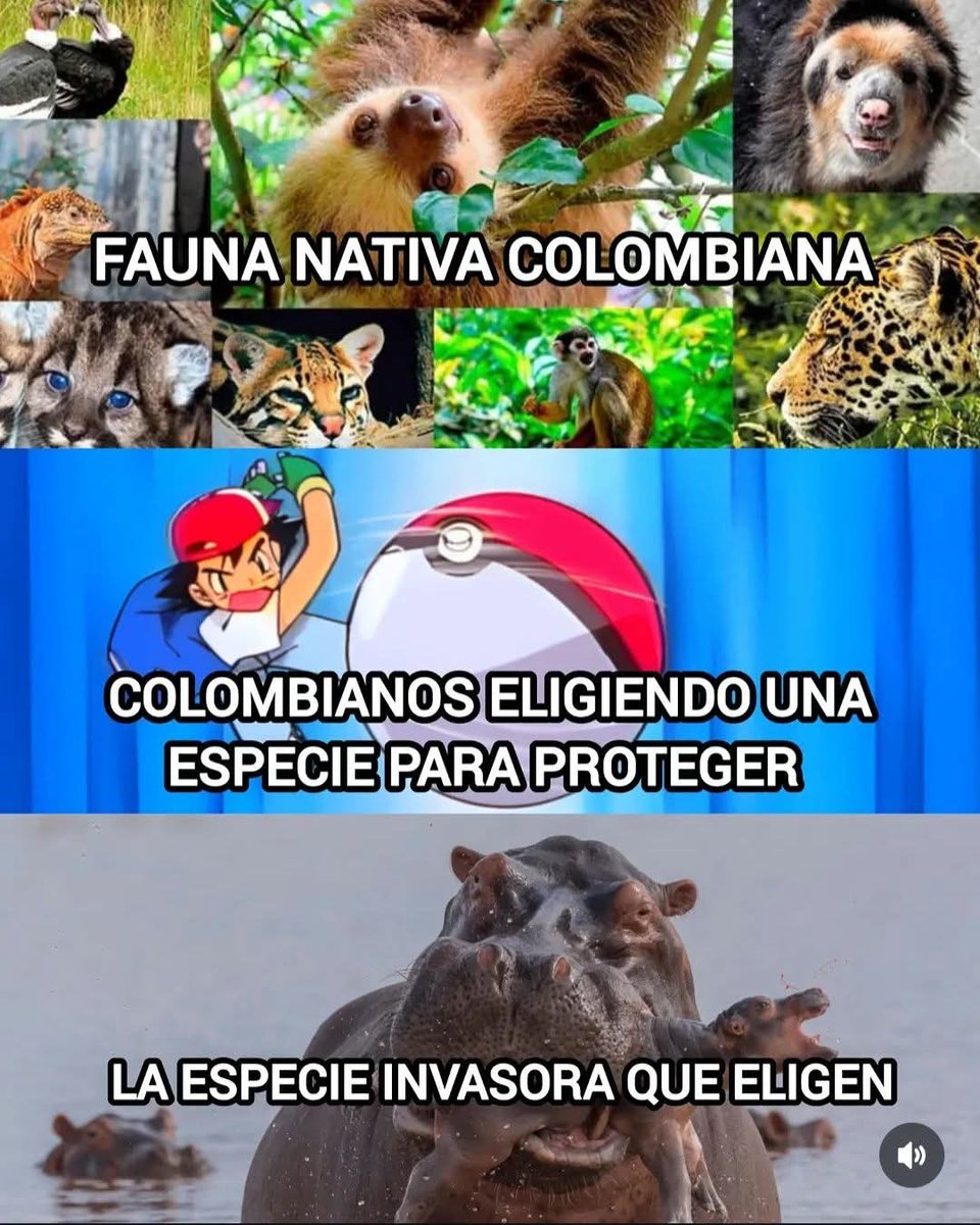 Los Chompos tweet media