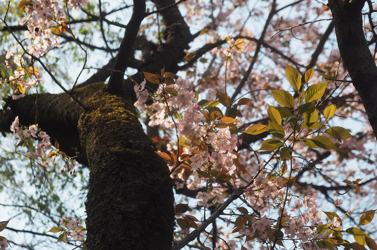 日高トモキチ@絵やら文やら写真やら tweet media