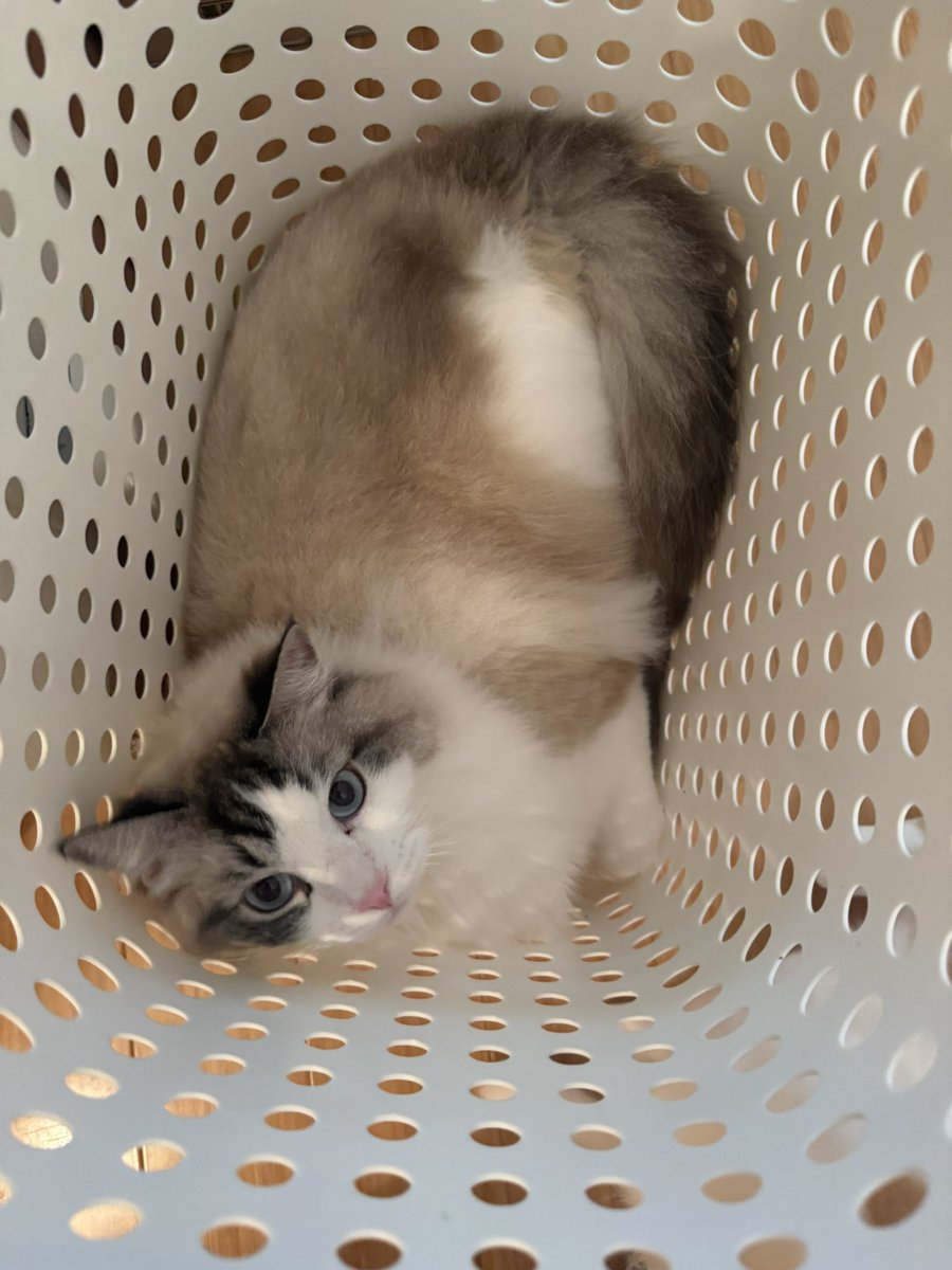 猫しらす&ぽんず&犬つくね tweet media