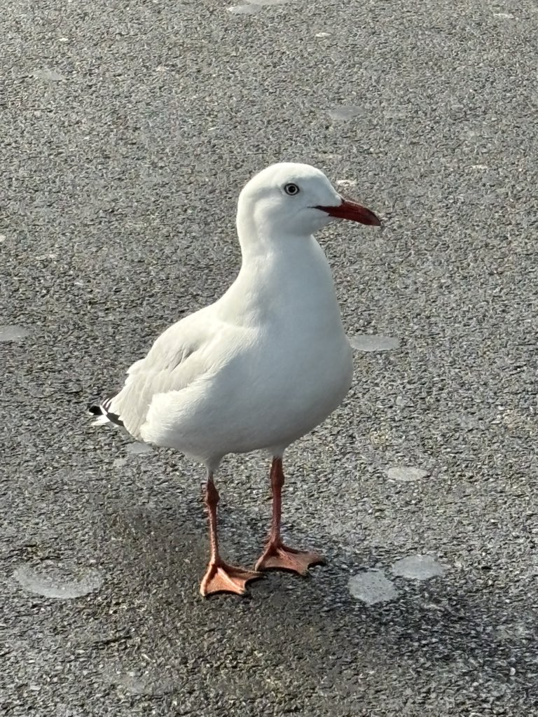 froggy 🌷🐸 magical frog vtuber tweet media