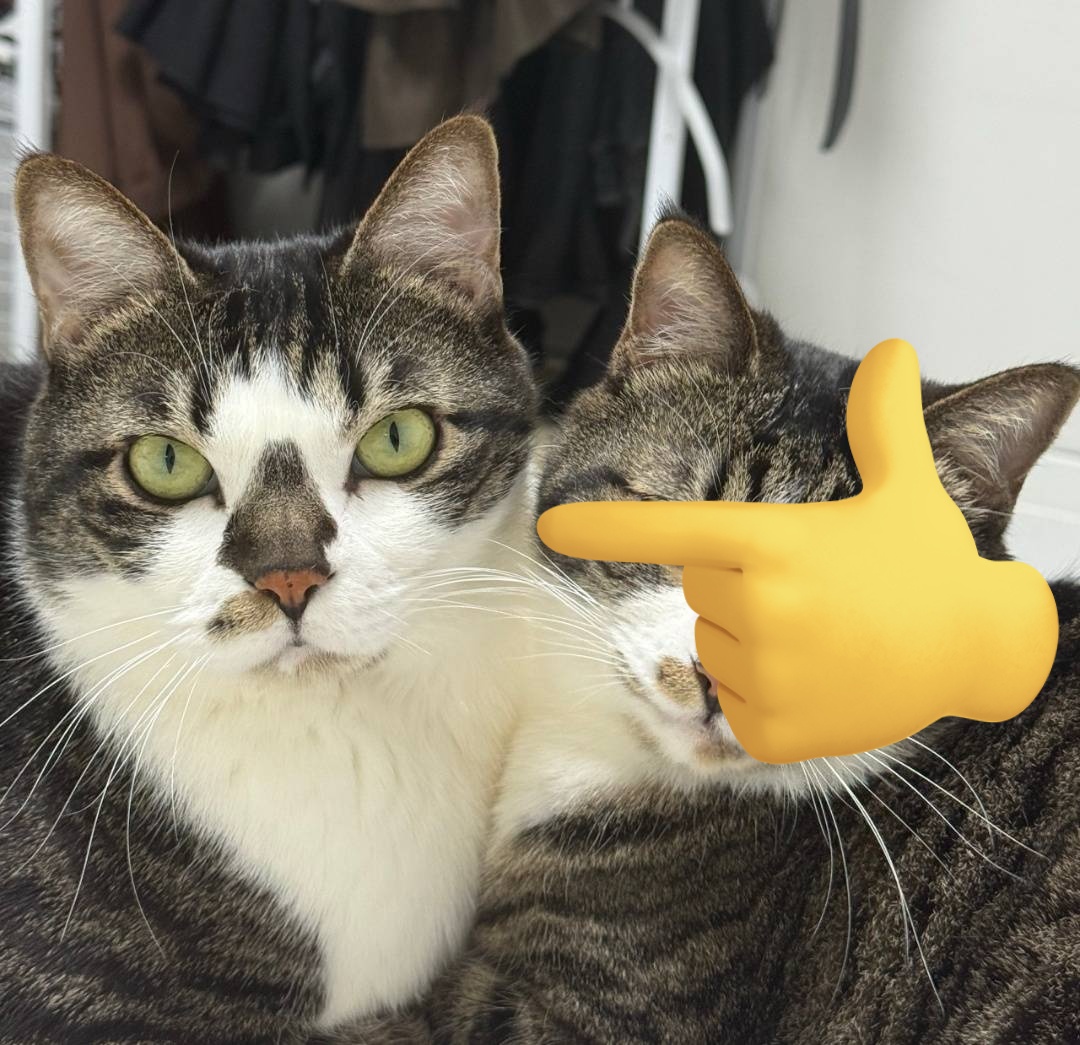 find__cat's tweet photo. #RT_이벤트 RT 해주신 분 중 한분께 스타벅스 아아 기프티콘을 드립니다.

고양이를 찾습니다.
이름: 라떼 (코리안 숏헤어 (고등어태비))
특징
- 초록색 눈
- 코 주변에 갈색/검은 무늬가 있음
- 배와 가슴은 하얀색
- 사람을 잘 따르고 온순한 성격

#서울 #동대문구 #휘경동 #경희대 #고양이 https://t.co/3BGLA6EjRt