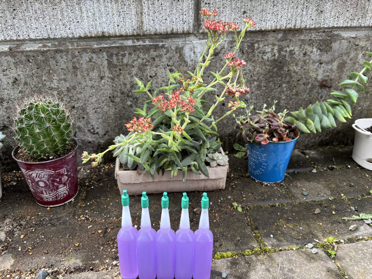 mikko325 tweet media